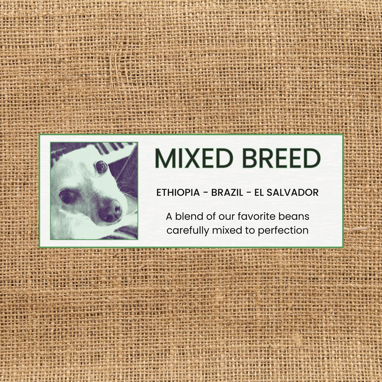 BLEND: “Mixed Breed”